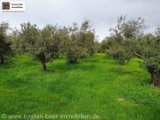 Agia Galini Kreta, Ag. Galini Olivenhain 130.000 m². Grundstück kaufen